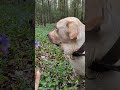 рубрика #яфотограф или &quot;всеядный пёс&quot; #смешноевидео #лабрадор #животные
