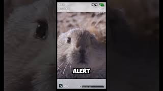 Hidden Residents of Tibet's Highlands #shorts #short