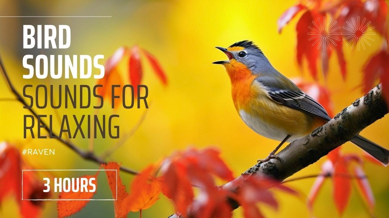 Best Bird Sounds Natural Bird Sounds and Relaxing, Stress Relieving