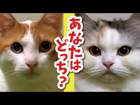 【検証】利き手を調べる方法を試してみました【関西弁でしゃべる猫】