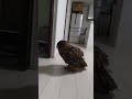 【フクロウ】そろそろご飯の時間だったかな🎵ルンルン😃🎵 #shorts