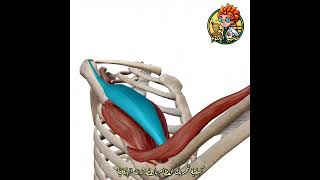 العضلات الهيكلية | تحريك العظام | أحياء