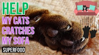 Save Your Sofa: Redirecting Your Cat's Scratching Habits! by Superfoods for CATS 113 views 3 days ago 9 minutes, 11 seconds