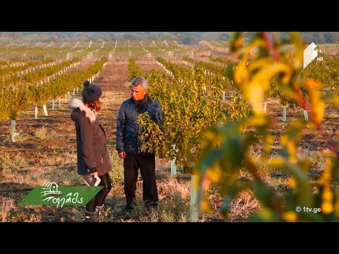 ყველაზე დიდი უცხოური ინვესტიცია საქართველოს სოფლის მეურნეობაში