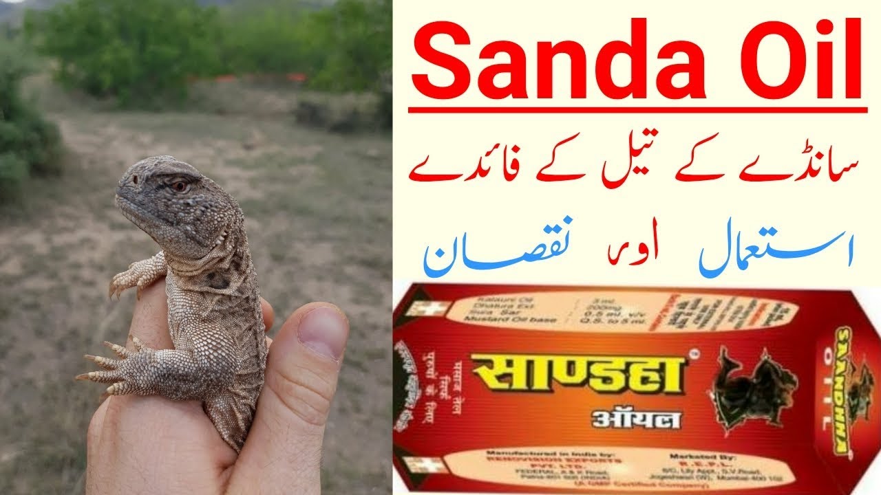 Sande Ka Tel Ki Haqeeqat Sanda Oil: Does It Work?, 51% OFF