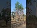 way of long journey with family #funnyvideo #villagelife #family #journey #reels #ytshorts ❤️💕