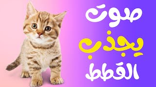 صوت يجذب القطط إليك ويجعلها تأتي بسرعة | صوت قطط يجذب القطط | صوت قطة | A sound that attracts cats