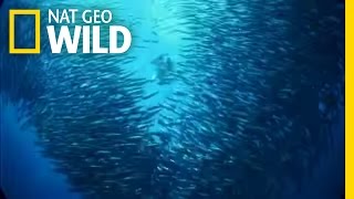 Being Nat Geo Wild | Nat Geo Wild