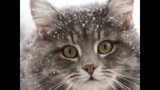 Кот Мурлыка. Веселая песенка про кота Кот Мурлыка. Веселая песенка про кота