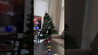 Cat Knocks Over Christmas Tree