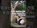 루이 은근히 웃는거 같네ㅋㅋㅋ#루이바오 #후이바오 #푸바오 #귀여운 #판다 #panda #fubao #ruibao #huibao #panda #everland #cute