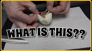 What Do We Have Here?? Ball Python Egg Cutting!