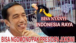 BURUNG BEO Bisa nyanyi INDONESIA TANAH AIRKU Dan Ngomong PAK JOKOWI