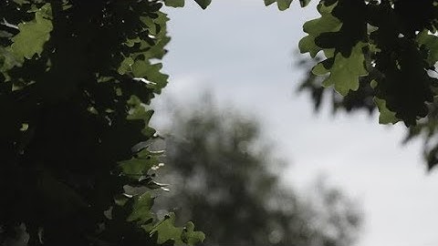 Green Oak Tree Leaves Swaying in the Breeze Summer Day | Stock Footage - Videohive