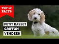 Petit Basset Griffon Vendeen - Top 10 Facts の動画、YouTube動画。