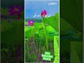 #viralreels #love #nature #naturelovers #viral #viralshort