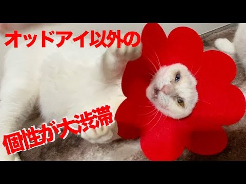 オッドアイの無駄づかい The forgotten odd-eyes