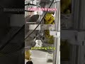 Have you seen this length pickled pepper?#pickledpeppers #fillingmachine #chilipepper #sourcefactory