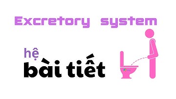 Hệ bài tiết là nói về nước tiểu?