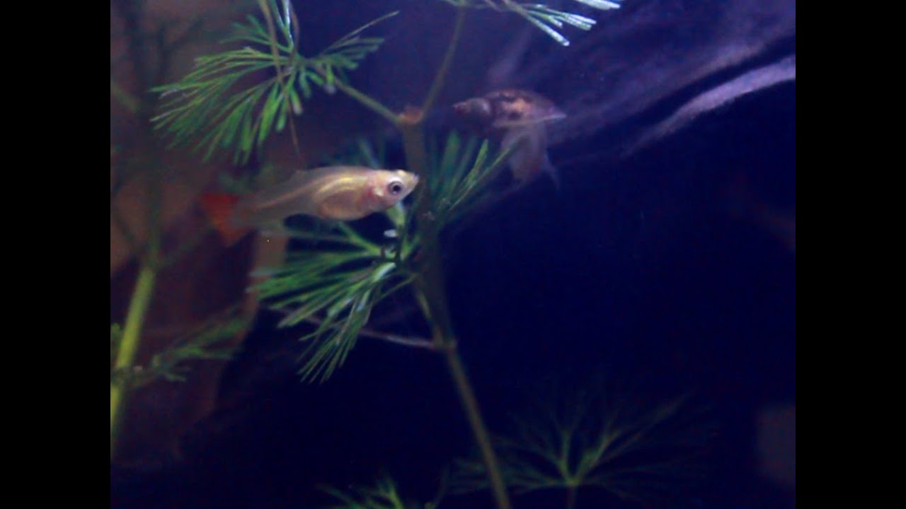 Can a pond snail live with guppies? YouTube