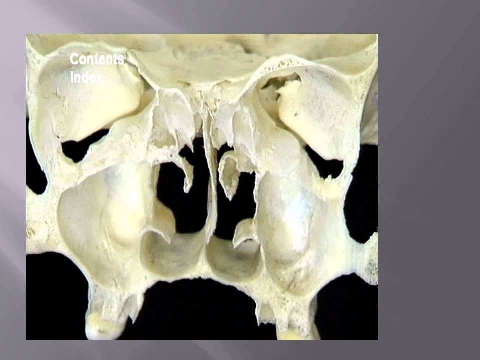 orl anatomie du nez et des fosses nasales youtube nasal anatomy