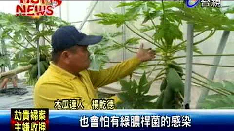 木瓜樹釘釘子可長出大又甜果實? - 天天要聞