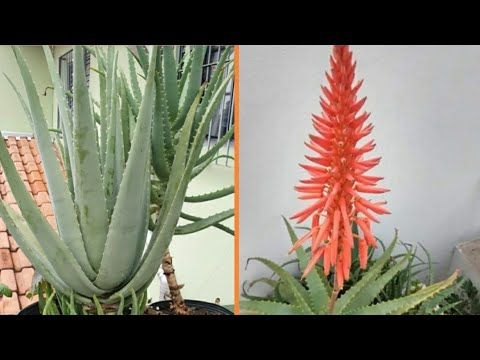 Vídeo: Por que o aloe está murchando e escurecendo - o que causa uma planta marrom de aloe vera