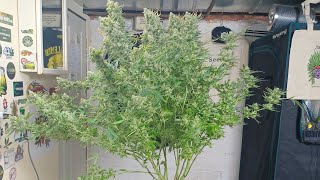Harvest day Big Fat Wedding Cake DutchFem Seeds Spider Farmer G5000/UVR40 medical marijuana grow 👀🌱