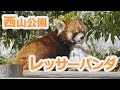 2016年たっぷり可愛いレッサーパンダ【福井県鯖江市】【西山動物園】