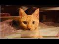 Japan's CAT HOTEL (for Humans)