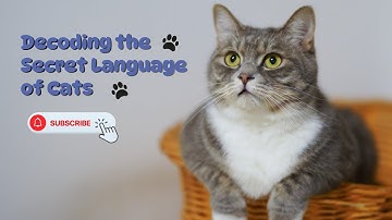 Decoding the Secret Language of Cats