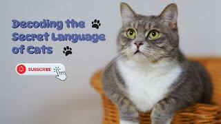 Decoding the Secret Language of Cats by gooofcat 26 views 4 months ago 2 minutes, 44 seconds