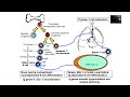 World Health Organization WHO Classification Broad Categories Of Lymphoid Neoplasm