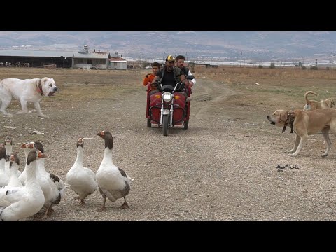 KÖY HAYATI VE HAYVANCILIK ! KURT BOĞAN ÇOBAN KÖPEKLERİ VE DOMUZ BOĞUP YİYEN KÖPEKLER - KURTÇU KANGAL