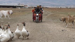 COUNTRY LIFE AND LIVESTOCK! SHEPHERD DOGS THAT KILL WOLVES AND DOGS THAT SHOOK AND EAT PIGS