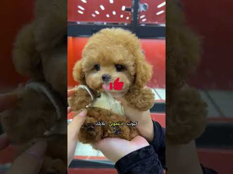 العناكب احتلت بيتي Sorts اكسبلور