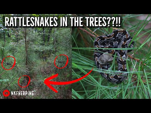 Video: Kan tømmerklapperslanger klatre i træer?