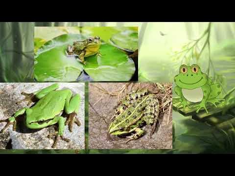 Поробка "Жабка" до дня порятунку жаб. - YouTube