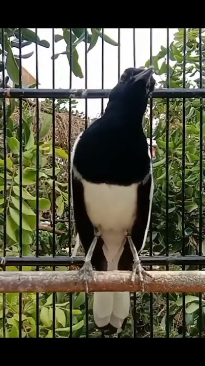Burung kacer memiliki beberapa jenis, antara lain: Kacer Jawa, Poci,  Kalimantan, Madagaskar, Albino