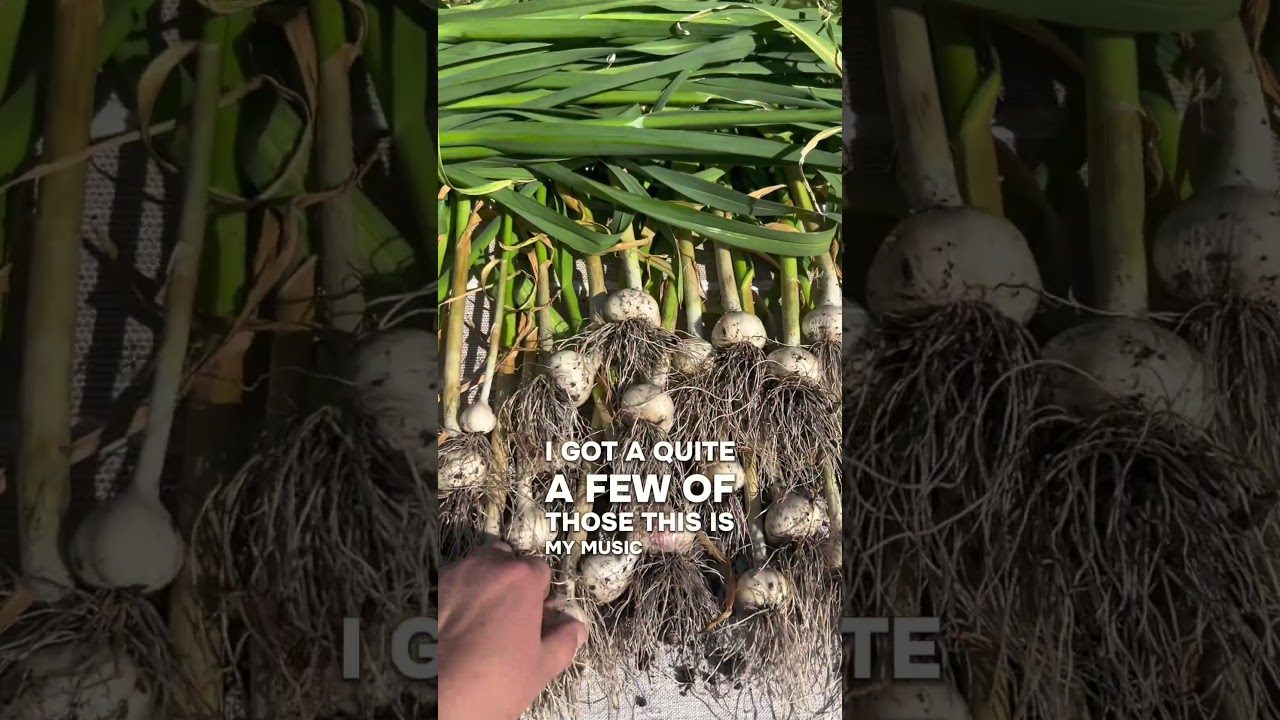 It’s garlic harvest time!! I’m so pumped for these! #pnwhomestead #gardening #harvest