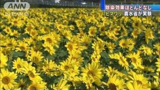 【原発】ヒマワリの除染効果ほとんどなし　農水省（11/09/15）