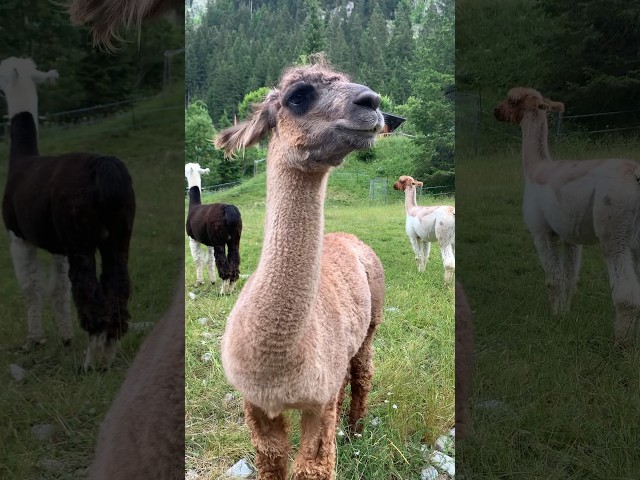 Lamas high up in the Swiss Alps #switzerland #swissalps