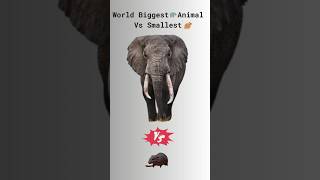 Biggest animal vs Smallest animal on earth😱#facts #animalfacts#viralshorts