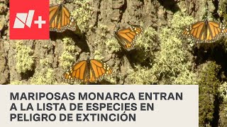 Mariposa Monarca, dentro de la lista roja de especies en extinción - En Punto