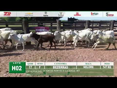 LOTE H02