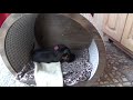Щенок цвергпинчера 1.5 месяца в новом доме с кошками.