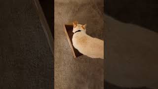 A Cat And A Small Box by Sir Titan The Cat 1,770 views 2 months ago 1 minute, 19 seconds