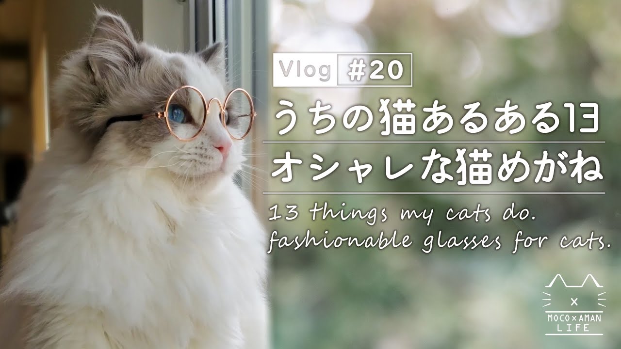 猫あるある言いたい かわいい猫めがね ラグドール猫 Vlog Youtube