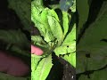 romaine lettuce 🥬 definitely taking some damage but still going strong almost 9months #gardening #us