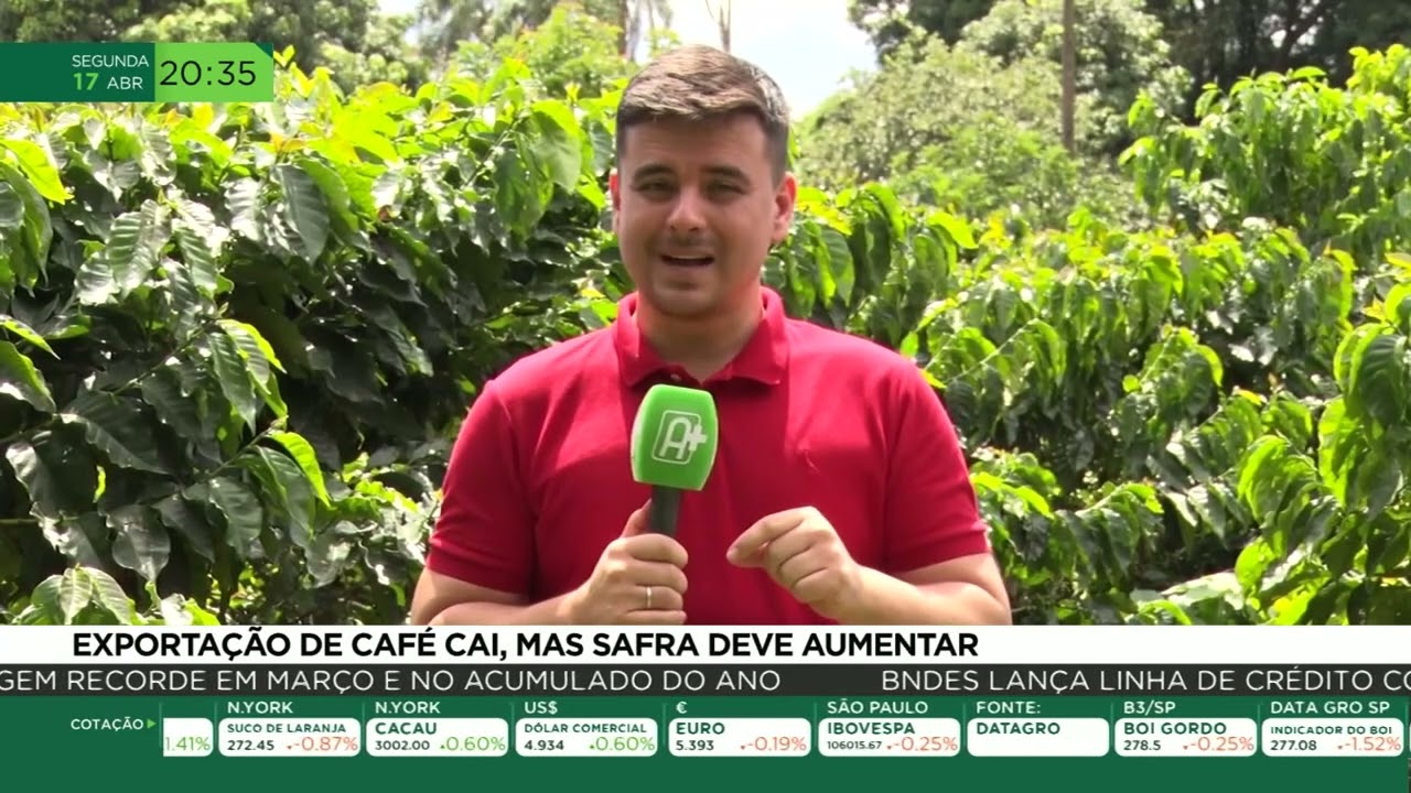 Exportações de café cai, mas safra deve aumentar